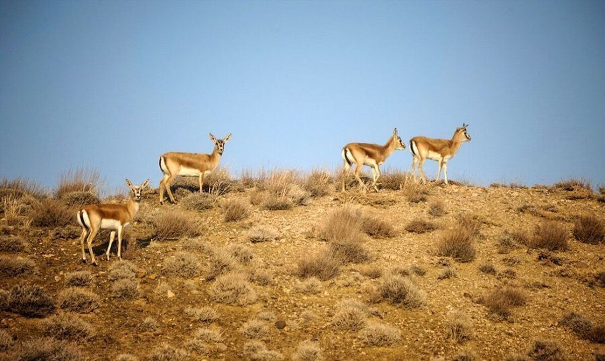 سیده مریم محمدی، مدیرکل حفاظت محیط زیست قم از شناسایی ۲۴ گونه پستاندار و ۵۲ گونه پرنده در منطقه حفاظت شده پلنگ‌دره در این استان خبر داد و با اشاره به کمبود نیروی انسانی در حوزه محیط‌بانی، خواستار مشارکت نهاد‌های مردمی و انتظامی در حفظ و صیانت از این زیست‌بوم ارزشمند شد.