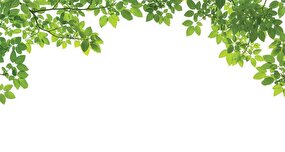 سبز ماندن در فصل سرما