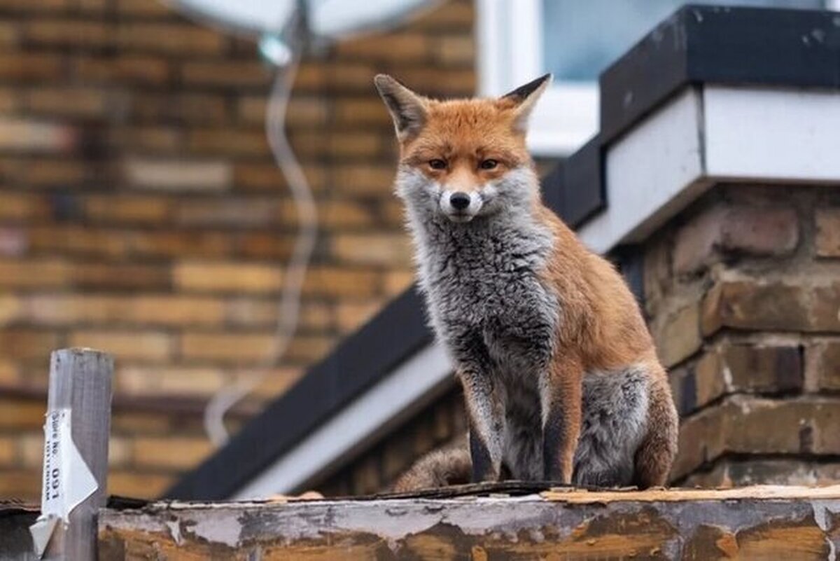 رئیس اداره کنترل حیوانات مضر شهری شهرداری تهران گفت: روباه‌ها به‌دلیل خشکسالی، کاهش منابع طبیعی، تخریب زیستگاه‌ها و دسترسی آسان به غذا در محیط شهری وارد محدوده‌های شهری شده‌اند. با رعایت زمان‌بندی خارج کردن پسماند از منزل می‌توان حضور آن‌ها را کاهش داد.
