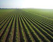 مدیریت آب حوزه کشاورزی نیازمند تحول اساسی در الگوی کشت است