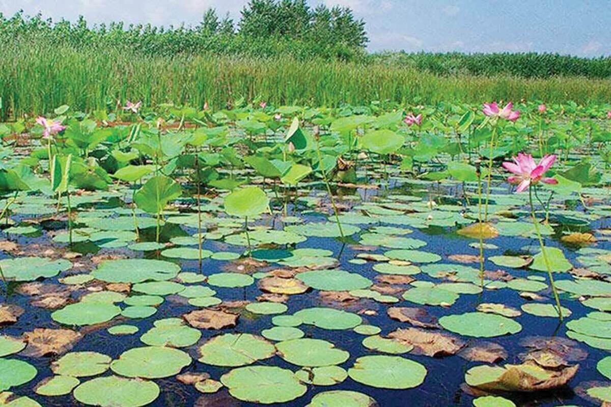 بارش‌های پاییز و زمستان ۱۴۰۴ برای بسیاری از تالاب‌های ایران نه به‌معنای «احیا» بلکه نشانه‌ای از «بقا» بود؛ بقایی شکننده که بار دیگر اهمیت مدیریت منابع آب و تعیین تکلیف حقابه‌های زیست‌محیطی را به صدر دستور کار سیاست‌گذاران آورد. اگرچه سال آبی ۱۴۰۴_۱۴۰۳ در مجموع یکی از خشک‌ترین دوره‌های دو دهه اخیر به‌شمار می‌رود اما نفوذ سامانه‌های بارشی در نیمه غربی، شمالی و جنوب‌‌غربی کشور موجب آبگیری نسبی تعدادی از تالاب‌های مهم شد؛ تالاب‌هایی که در تابستان امسال نام‌شان در فهرست قربانیان خشکسالی قرار‌داشت.