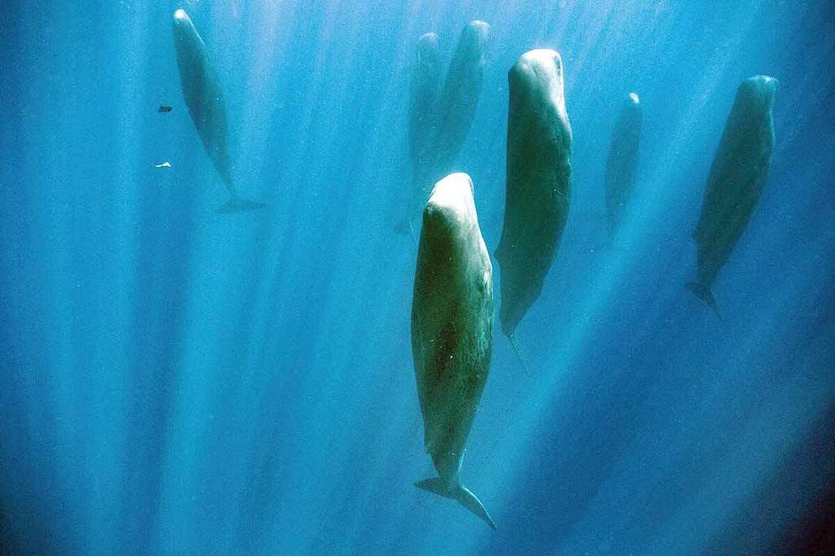 خواب یکی از نیازهای اساسی همه موجودات دارای مغز است وحتی برخی موجودات بی‌مغز نیز نوعی خواب را تجربه می‌کنند؛انسان‌ها،پرندگان،نهنگ‌ها وحتی عروس های‌دریایی‌نیز می‌خوابند. گرچه پذیرش این نکته، می‌تواند برای ما عجیب باشد و با این‌که ایستادن یا خوابیدن در برابر شکارچیان می‌تواندبسیارخطرناک باشد امانیازبه استراحت عصبی و مغزی،چنان قدرتمند است که هیچ موجودی نمی‌تواند خواب راکاملا نادیده بگیرد،حتی وقتی شرایط محیطی به‌شدت نامناسب است.