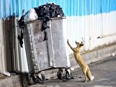 محیط زیست طرقبه شاندیز نسبت به ورود حیوانات وحشی به مناطق مسکونی هشدار داد