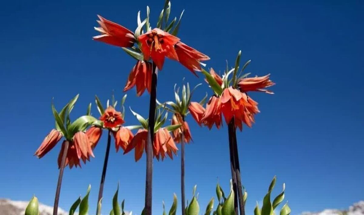 «شاعر لاله‌های واژگون» به تهیه‌کنندگی و کارگردانی مهدی الیاسی، پرتره‌ای از شاعر معاصر ایرانی، استاد شادروان حسین پژمان بختیاری است که به سفارش شبکه مستند سیما تهیه و آماده پخش شده است.