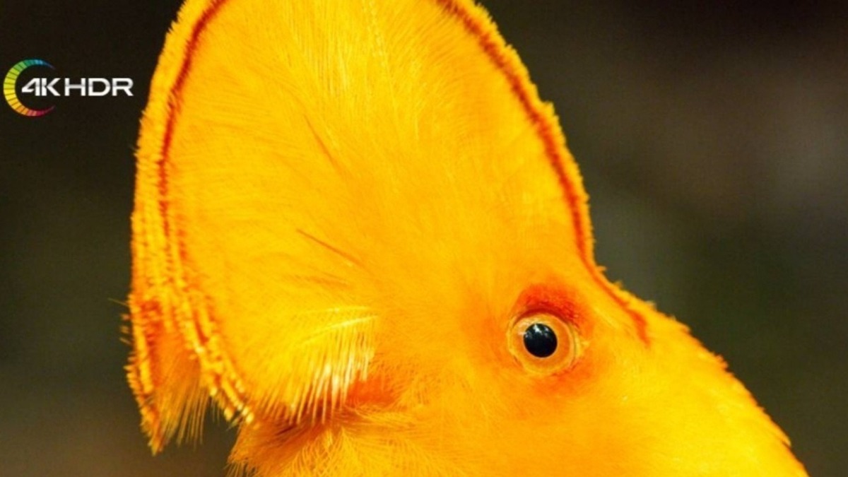 فیلم مستند «رقص با پرندگان» شنبه ۲۷ دی، ساعت ۲۴ از شبکه فراتر پخش می‌شود.