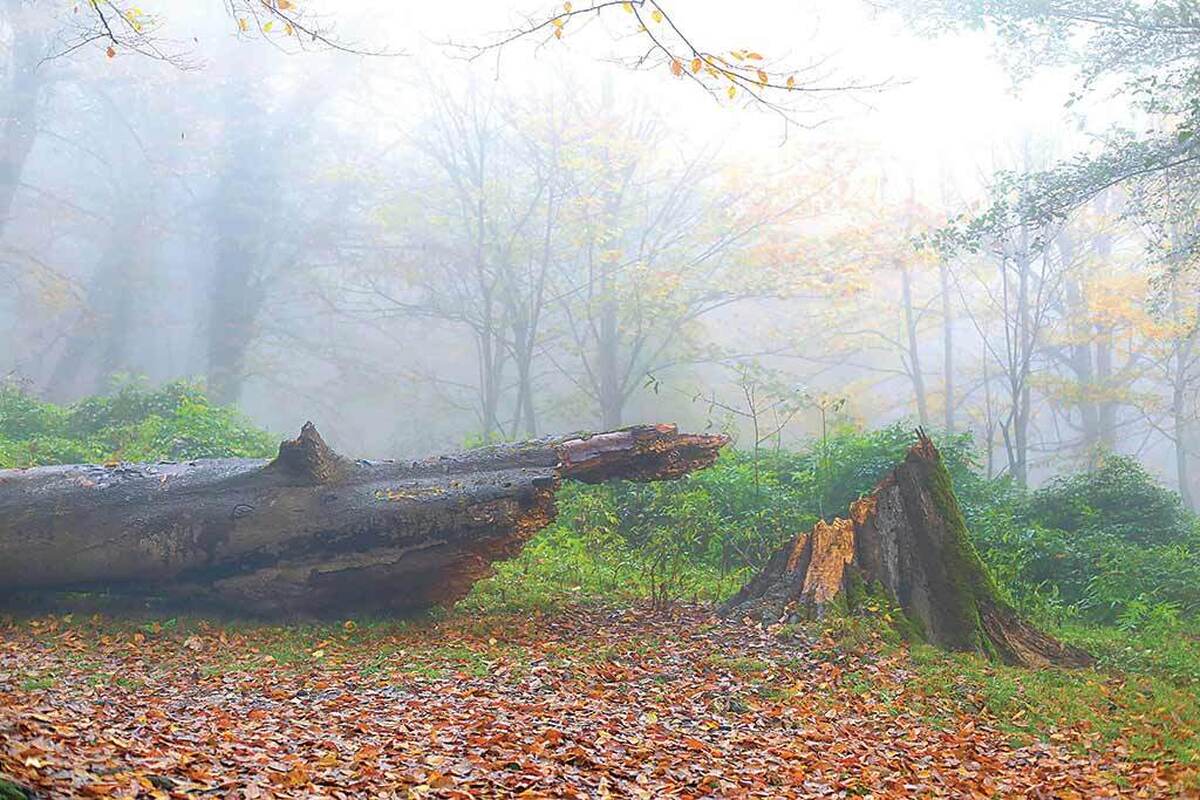 گلستان دارای یکی از ارزشمندترین و منحصربه‌فردترین اکوسیستم‌های جنگلی کشور است. این استان با مساحتی حدود ۲۰ هزار و ۴۳۷ کیلومتر‌مربع، بخشی از جنگل‌های هیرکانی را در دل خود جای داده است.