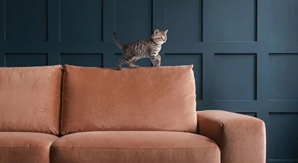 بهترین پارچه مبل برای حیوانات خانگی