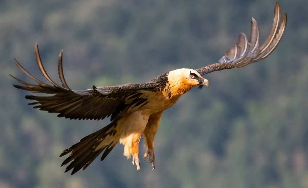 هما، پرنده‌ای افسانه‌ای اما واقعی