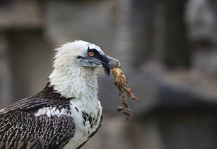 هما، پرنده‌ای افسانه‌ای اما واقعی