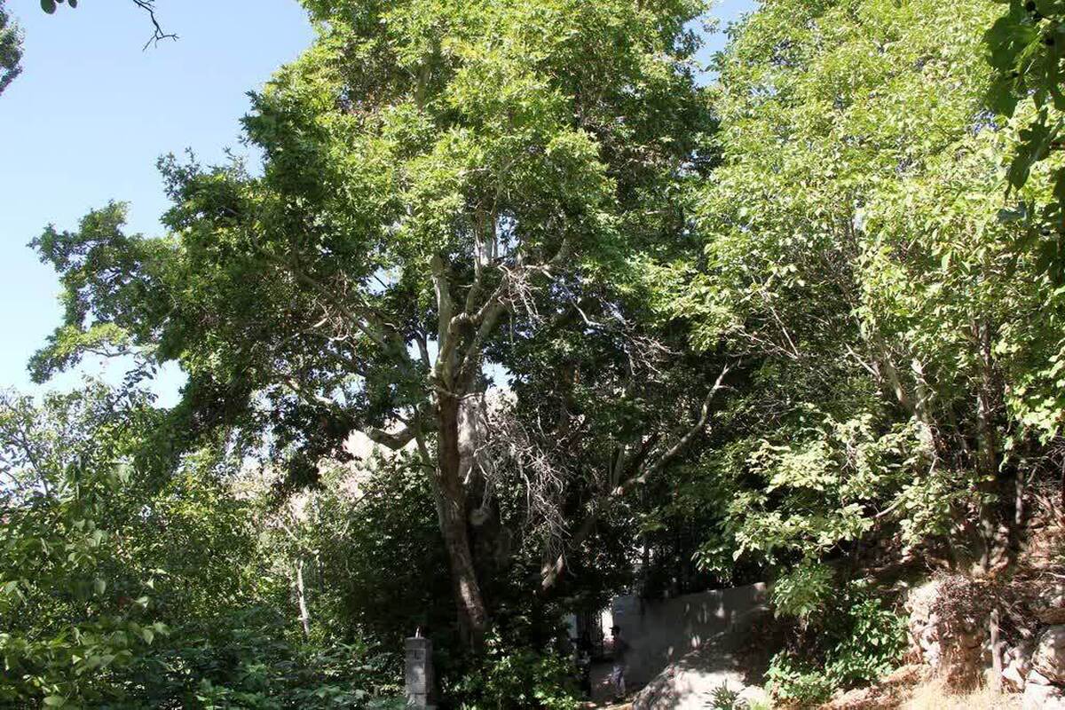 سرپرست میراث‌فرهنگی، گردشگری و صنایع‌‍‌دستی استان قزوین از تایید سه پرونده ثبت طبیعی استان در کمیته ثبت آثار طبیعی کشور خبر داد.