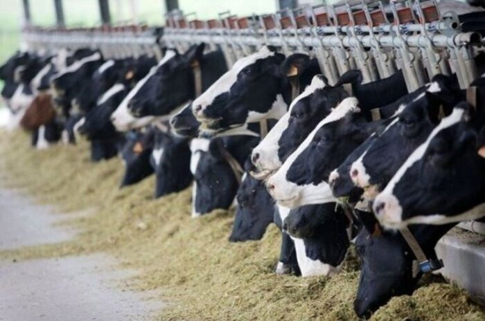 اختصاص ۹۶ میلیارد ریال تسهیلات برای احیای طرح‌های دامپروری در فرخشهر