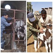 ایمن‌سازی بیش از ۱۱۲ هزار رأس دام