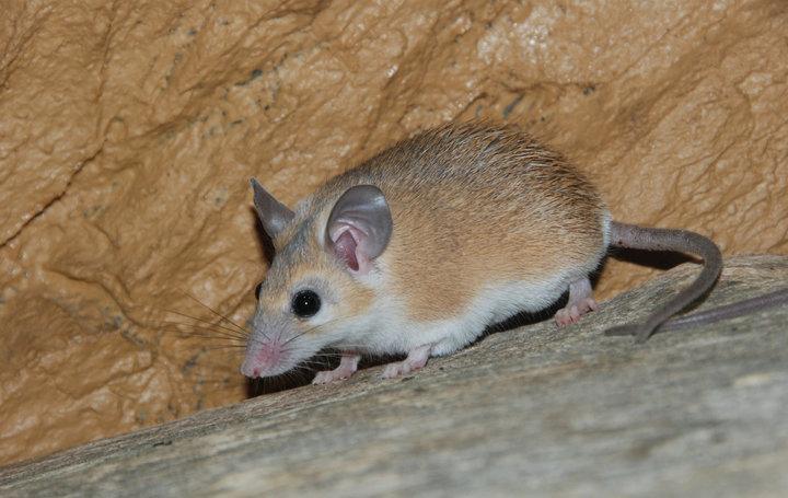 ببینید | موش در بیمارستان