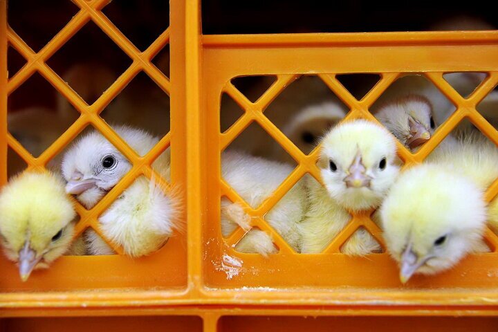 ۱۳۶ هزار قطعه جوجه ریزی در شهرستان بروجن استان چهارمحال و بختیاری