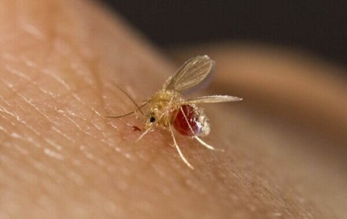 رئیس اداره بیماری‌های منتقله از حیوان به انسان وزارت بهداشت از ابتلای حدود ۴۸۰۰ نفر به سالک در سال جاری خبر داد.