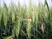 هشدار طغیان آفت سن گندم در آذربایجان‌شرقی