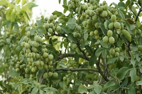 20 میلیارد درآمد از هر هکتار با کاشت ترکیبی گردو و بادام اصلاح‌شده دیرگل/ مشاوره رایگان خانم باقری