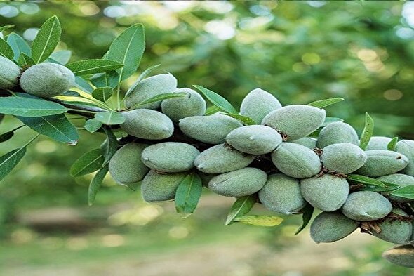 20 میلیارد درآمد از هر هکتار با کاشت ترکیبی گردو و بادام اصلاح‌شده دیرگل/ مشاوره رایگان خانم باقری