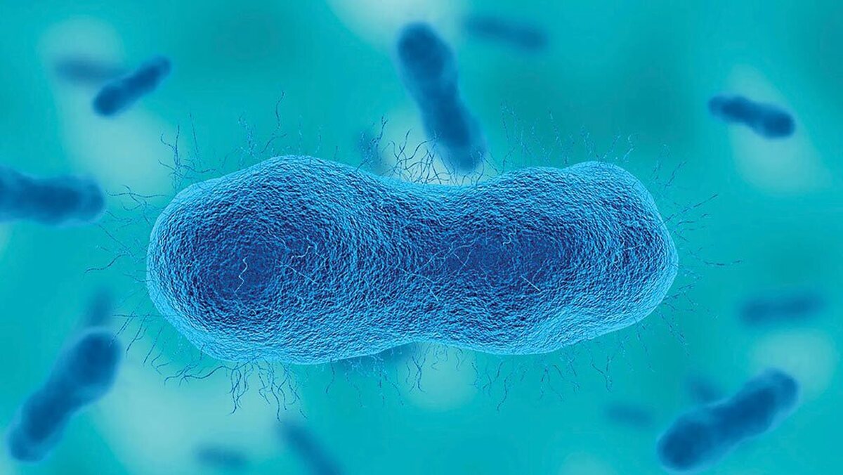 محققان استرالیایی یک دستاورد مهم در مبارزه با باکتری‌های کشنده مقاوم به آنتی‌بیوتیک‌ها ارائه داده‌اند که می‌تواند تحولی در درمان عفونت‌های بیمارستانی ایجاد کند. این گروه موفق شد آنتی‌بادی‌هایی طراحی کند که به یک قند خاص موجود تنها در سطح باکتری‌ها متصل می‌شوند و سیستم ایمنی را تحریک می‌کنند تا پاتوژن‌های مهاجم را از بین ببرد. این رویکرد می‌تواند نسل جدیدی از ایمونوتراپی‌ها برای مقابله با عفونت‌های مقاوم به چند دارو فراهم کند.