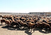 هدف‌گذاری افزایش 900 تنی تولید گوشت قرمز توسط عشایر