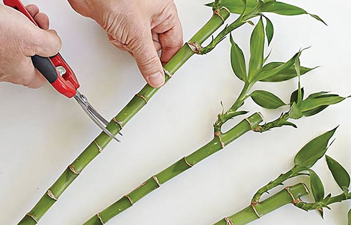 با آمدن اسفند، حال و هوای خانه‌ها کم‌کم بوی نو شدن به خود می‌گیرد. روزها بلندتر می‌شوند، نور خورشید بیشتر و گیاهان آپارتمانی که در طول زمستان در خمودگی نسبی بوده‌اند، آماده شروع دوره رشد فعال خود می‌شوند. دقیقا به همین دلیل است که اسفند یکی از بهترین و هوشمندانه‌ترین زمان‌ها برای قلمه زدن و کاشت بسیاری از گیاهان آپارتمانی است.