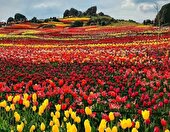 ببینید | نسل‌ کشی لاله‌ها