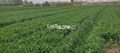 علف‌های هرز، سن و زنگ گندم تهدیدی جدی برای مزارع