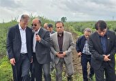 بازدید معاون وزیر جهاد کشاورزی از پروژه‌های باغبانی استان اردبیل