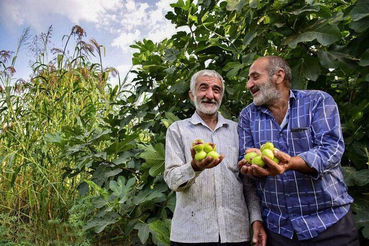 پایان عملیات برداشت انجیر
