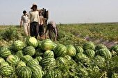 آغاز بــرداشــت صـیـفـی جـات از مـزارع هـنـدیـجـان