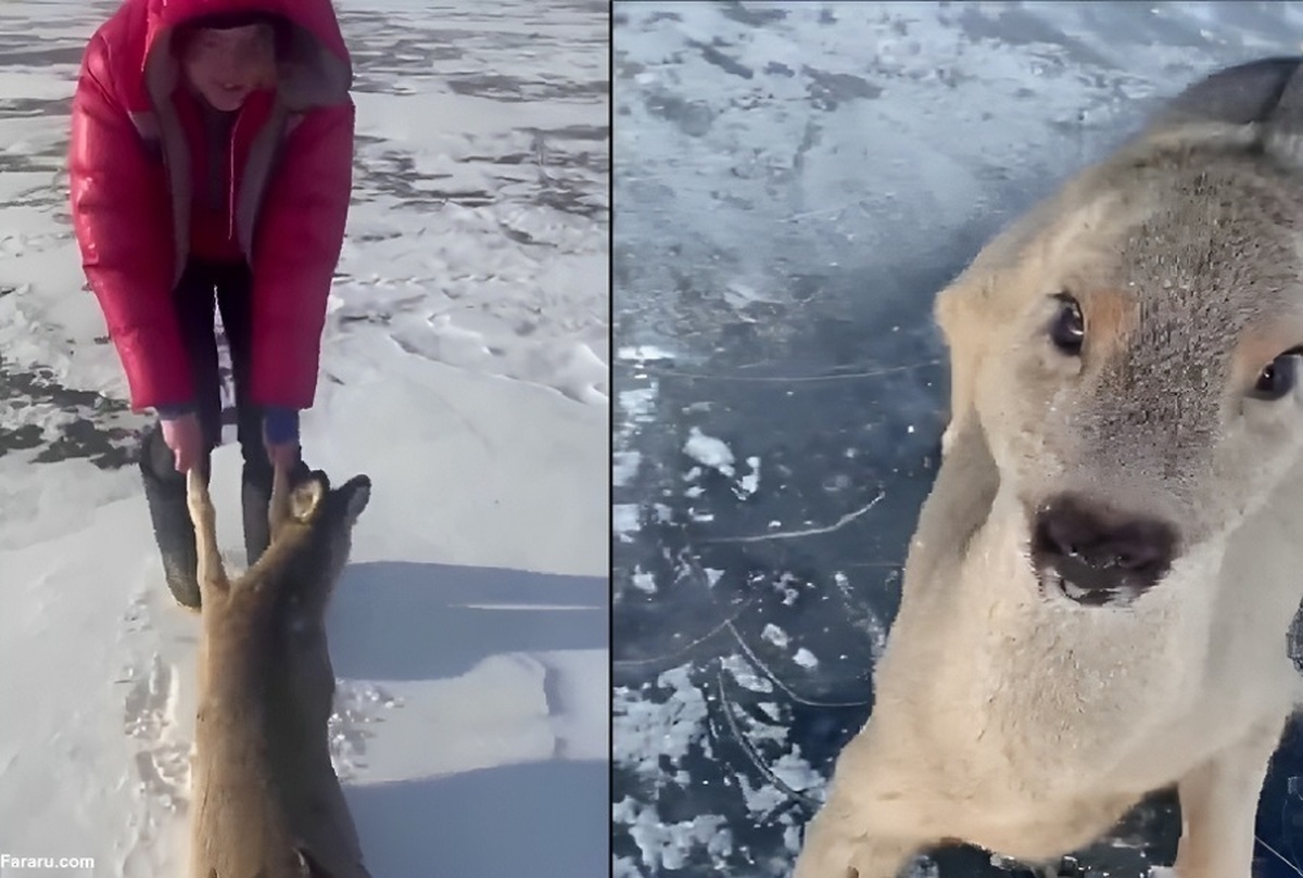 در صحنه‌ای تأثیرگذار از مهربانی انسان با طبیعت، دو شهروند در کانادا، گوزنی را که روی رودخانه‌ ای یخ‌ زده گرفتار شده بود، نجات دادند.