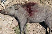 کشف لاشه و اجزای ۳۸ گراز وحشی در دماوند