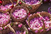 برگزاری جشنواره گلاب‌گیری در کرج