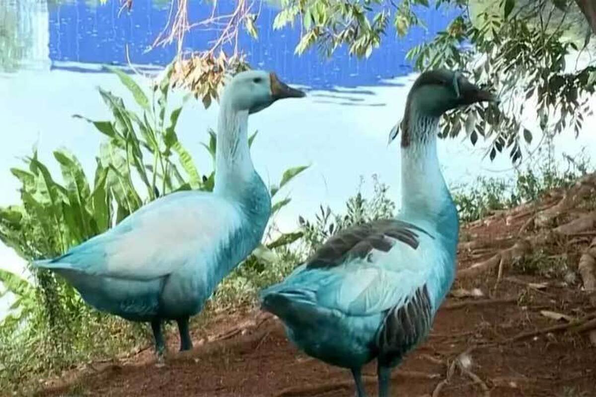 ببینید | نشت نفت به پرندگان