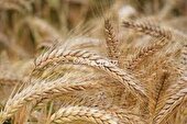 پیش‌بینی خرید ۴۸۸۰۰ تن گندم در خراسان شمالی طی امسال