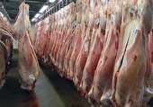 حذف لاشه ۲۰۰ کیلویی گاومیش در کشتارگاه دام شوش