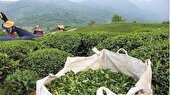 ایجاد خیابان چای باید در دستور کار قرار گیرد