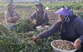آغاز کشت بادام زمینی در ۳۰۰۰ هکتار از اراضی زراعی گیلان