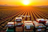 افزایش ۶۲ درصدی صادرات محصولات کشاورزی از مراکز قرنطینه گیاهی آذربایجانشرقی