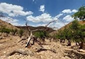 بیش از ۷۰ درصد مساحت کرمانشاه درگیر خشکسالی است