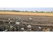 آغاز برداشت گندم از مزارع میاندورود