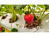 کارآفرین روستای احمدآباد کلیج 5 نفر را مشغول به کار کرد