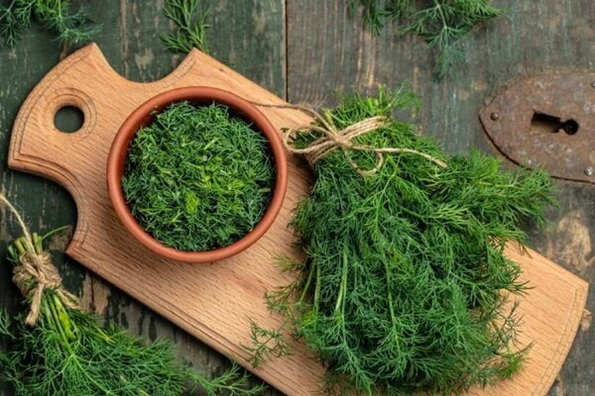 شوید، گیاهی معطر و پرخاصیت، با فوایدی مثل بهبود گوارش، تقویت ایمنی و کاهش استرس، نقشی کلیدی در حفظ سلامت بدن دارد.