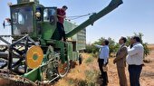 پیش بینی خرید تضمینی بیش از شش هزار تن محصول گندم در استان یزد