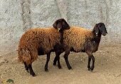 برگزاری همایش حفظ، حراست و اصلاح نژاد گوسفند بومی