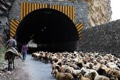 جاده چالوس امشب به دلیل کوچ فصلی عشایر مسدود می‌شود