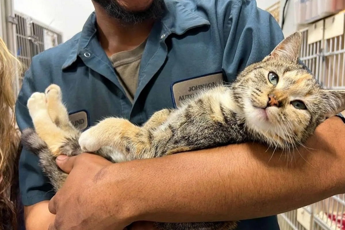 ببینید | عملیات نجات گربه