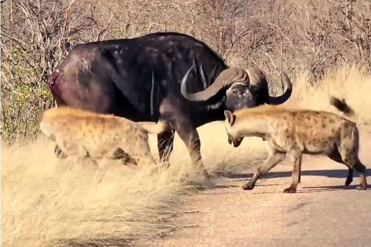 زمانی که بوفالو خود را در محاصره‌ گروه کفتارها یافت، فکر می‌کرد دیگر راه نجاتی نیست. اما این حیوان شجاع با تمام توانش جنگید.
