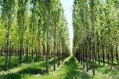 ۷۶۰ هکتار اراضی مستعد زراعت چوب در غرب مازندران شناسایی شد