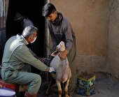 واکسینه بیش‌از ۱.۵ میلیون رأس دام در سیستان و بلوچستان